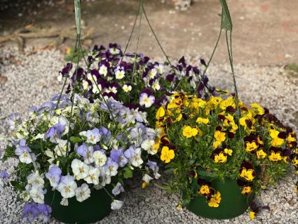 Pansy Hanging Basket Plant
