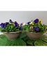 Pansy Perfect Annuals