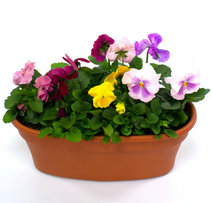 Pansy Perfect Blooming Annuals