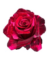 Panther Rose Valentine's Dozen in Fairview, Oregon | QUAD'S GARDEN - Home to Trinette's Floral