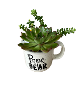 Papa Bear Mug  Succulent Garden