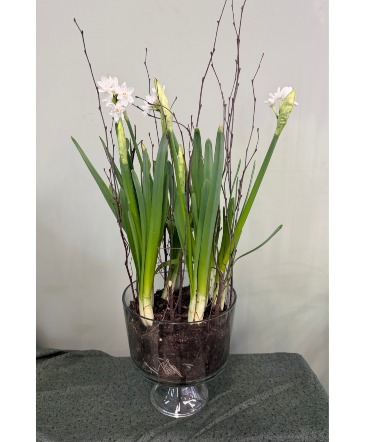 Paper White Winter Planter   in Warren, PA | VIRG-ANN FLOWER SHOP LLC.
