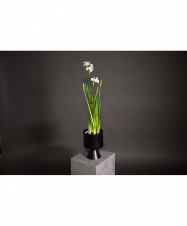 Paper Whites in a black ceramic Deville vase Potted Plant in Calgary, AB | Al Fraches Flowers LTD