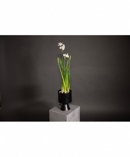 Paper Whites in a black ceramic Deville vase Potted Plant