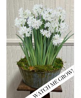 Paperwhite Bulb Basket Plant