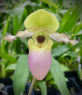 Paphiopedilum Orchid Plant Orchid Plant