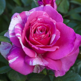 Parade Day Grandiflora Rose 5 gallon