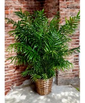Parlor Palm 