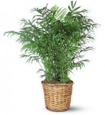 Parlor Palm Green Plant