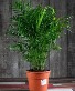 Purchase this funeral home arrangement
