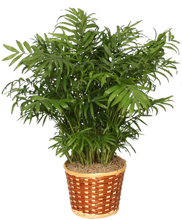 PARLOR PALM PLANT  Chamaedorea elegans  in Norway, ME | Green Gardens Florist & Greenhouses