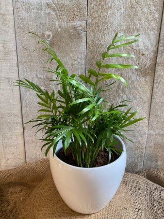 Parlour Palm ** cat friendly ** potted plant 