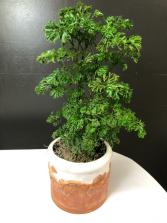 Parsley Aralia in Upcycled Pottery