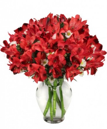 Passionate Peruvian Lily Bouquet in Gainesville, FL | PRANGE'S FLORIST
