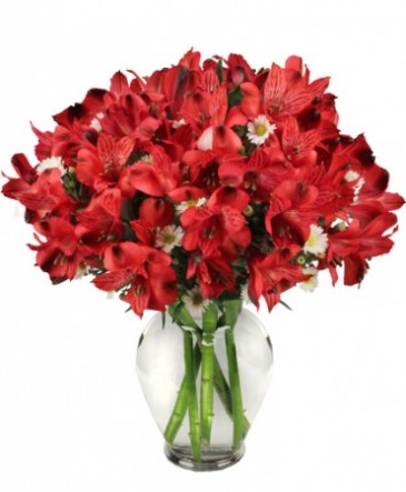 Passionate Peruvian Lily Bouquet in Lexington, NC | RAE'S NORTH POINT FLORIST INC.