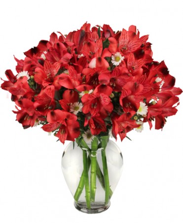 Passionate Peruvian Lily Bouquet In Fort Smith Ar Expressions Flowers Llc