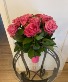 Passionate Pink garden roses