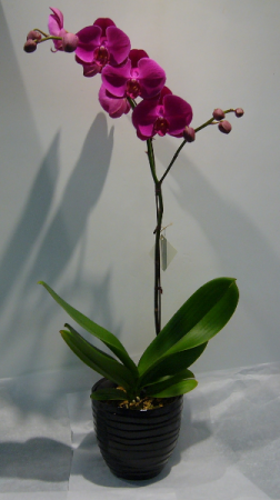 PASSIONATE PURPLE Orchid Plant