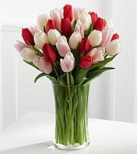 Passionate Tulips