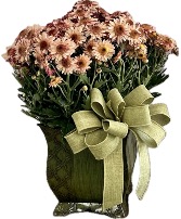 Pastel Harvest Potted Mum Plant