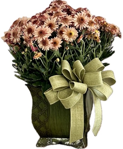 Pastel Harvest Potted Mum Plant