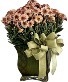 Pastel Harvest Potted Mum Plant