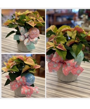 Pastel poinsettia plant 