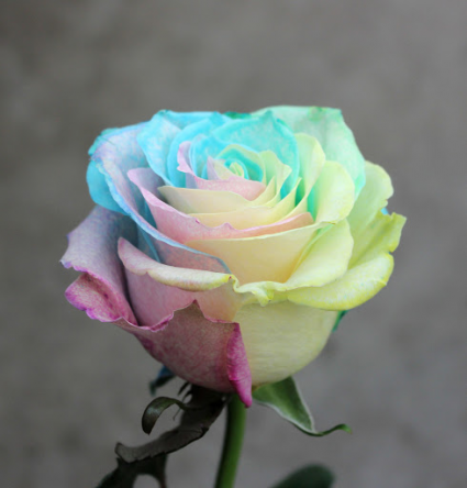 Pastel Rainbow Roses 