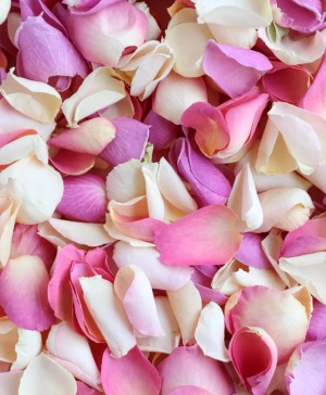 Pastel Rose Petals 