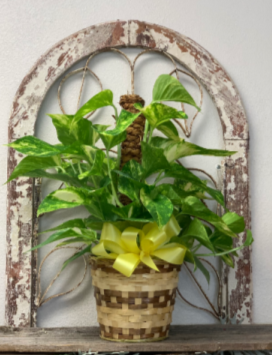 Pathos Ivy