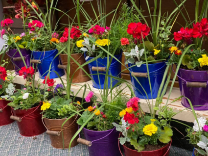 Patio Blooming Buckets Plant