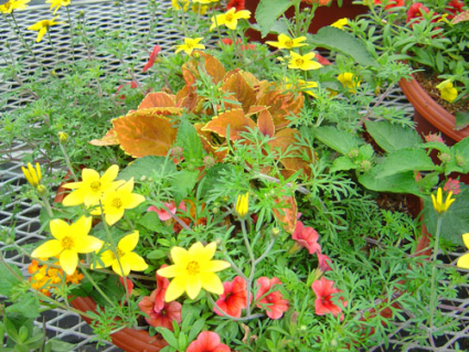 Patio Bowl Mixed Flowering Annuals Flowers In Traverse City, Mi 