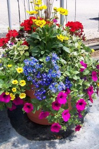 Patio Gardens Plants in Canon City, CO | TOUCH OF LOVE FLORIST AND WEDDINGS Patio Gardens Plants in Canon City, CO | TOUCH OF LOVE FLORIST AND WEDDINGS