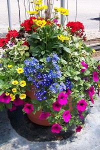 Patio Gardens Plants in Canon City, CO | TOUCH OF LOVE FLORIST AND WEDDINGS