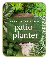 Patio Planter Plant