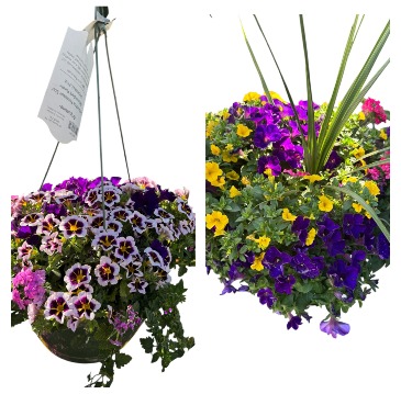 Patio Plants in Southbury, CT | SOUTHBURY COUNTRY FLORIST Patio Plants in Southbury, CT | SOUTHBURY COUNTRY FLORIST