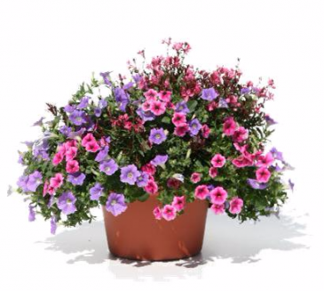 Patio Pot #5 Sun or Shade Pots, request your own...
