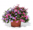 Patio Pot #2 Sun or Shade Pots, request your own...