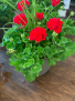 patio pot 