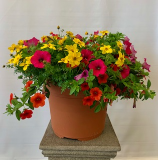 PATIO POT Blooming plant