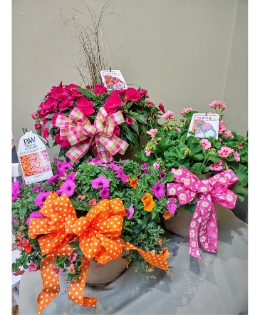 Patio Planter Assorted Plants in Endicott, NY | ANGELINE'S FLOWERS & GREENHOUSE