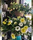 Patio Pots 