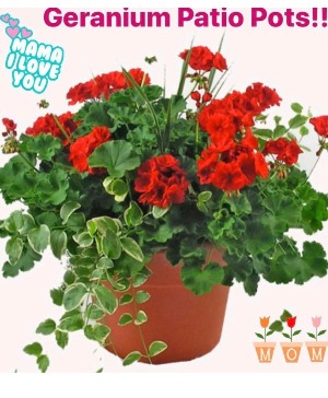 Patio Pots 