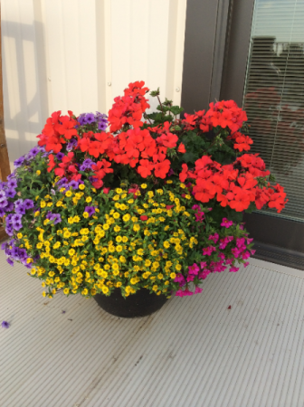 Plants - Patio Pots - mixed annuals Full Sun