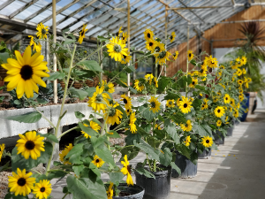 Patio Sunflowers 