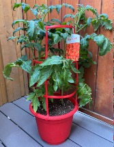Patio Tomato Plant in 10