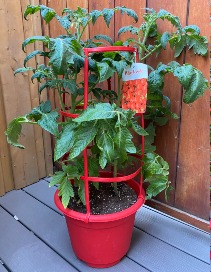Patio Tomato Plant in 10" red plastic growers pot