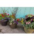 Patio/Porch Summer Annual Planter Patio Planter
