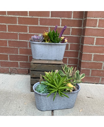 Patio's Succulent Garden Plants