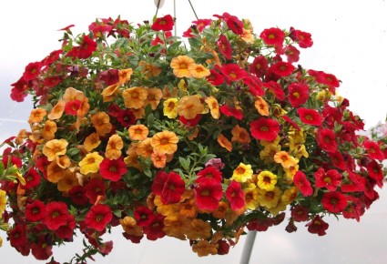 PATRICK PUCH SUPERBELLS HANGING BASKET